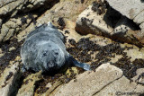Foca grigia-Grey Seal (Halichoerus grypus)