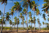 Lagamar, Itarema, Ceara 1195 23102009 blue.jpg