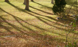 Almost Sundown, Ross Park