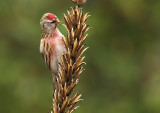 Redpoll - Carduelis flammea