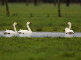 Bewick's swan - Cygnus bewickii, Brecht 5/12/08