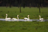 Bewick's swan - Cygnus bewickii, Brecht 5/12/08