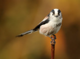 Long-tailed tit -- Aegithalos caudatus