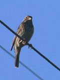 Corn Bunting, Dalyan, Turkey
