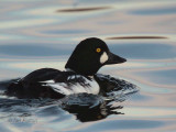 Goldeneye, Hogganfield Loch, Glasgow