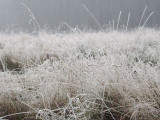 Frosty and foggy morning, Loch Lomond NNR