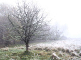 Crab apple tree, Loch Lomond NNR