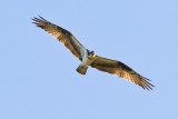 June 16 08 Colum River SW-1D-218.jpg