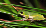 Litoria cooloolensis 4