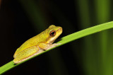 Litoria cooloolensis - metamorph
