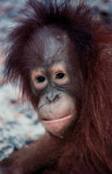 junger männlicher Orang Utan