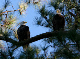 11-6-09 eagle pair 8285.jpg