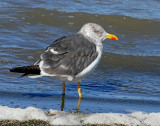 Gull, Lesser Black-backed