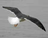 Gull, Black-backed #2