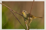 Common Yellowthroat Geothlypis Trichas
