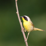 Common Yellowthroat Geothlypis Trichas