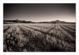 Puketapu Harvest II