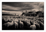 National Lamb Day