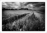 King Harvest