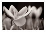 Signs of Spring