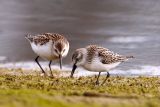 Western Sandpipers