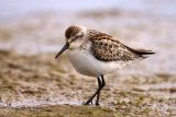 Western Sandpiper