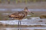 Marbled Godwit