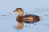 Pied-billed Grebe (Adult nonbreeding)