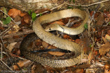 Drymarchon melanurus melanurusBlack-tailed Cribo