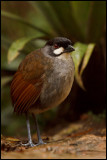Jocotoco Antpitta