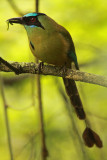 Blue-crowned Motmot