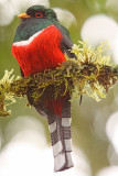 Masked Trogon