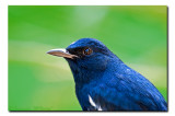 Indian Robin