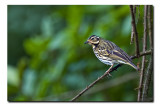 Olive-backed Pipit