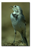 Grey Backed Wagtail