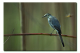 Grey Backed Wagtail