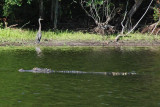 Aligator and Heron on Marion Lake, South Carolina
