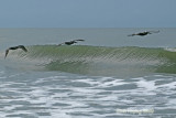 Pelicans flying along the contours of the waves