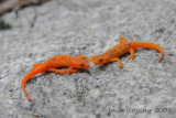 Red Efts