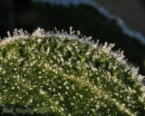 Ice Crystals