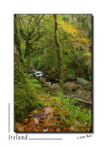 West Cork - Torc Waterfall _D2B8204.jpg
