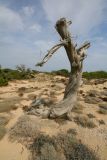 dancing tree.JPG