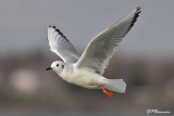 Mouette de Bonaparte (Chambly, 4 novembre 2009)