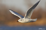 Mouette de Bonaparte (Chambly, 8 novembre 2009)