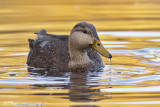 Canard noir (Île Sainte-Hélène, 10 novembre 2009)