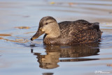Canard noir (Île Sainte-Hélène, 10 novembre 2009)