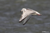 Mouette de Bonaparte (Chambly, 3 novembre 2009)