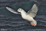 Mouette de Bonaparte (Chambly, 11 novembre 2009)