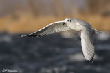 Mouette de Bonaparte (Chambly, 11 novembre 2009)