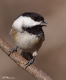 Mésange à tête noire (Châteauguay, 13 novembre 2009)